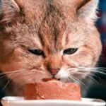 Sheba Perfect Portions wet cat food pate served to a cat