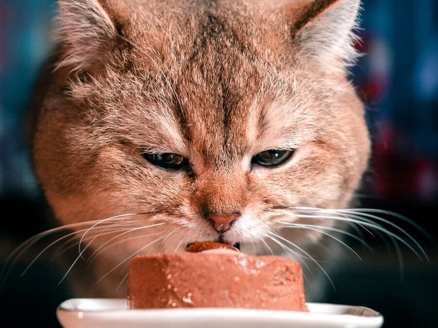Sheba Perfect Portions wet cat food pate served to a cat