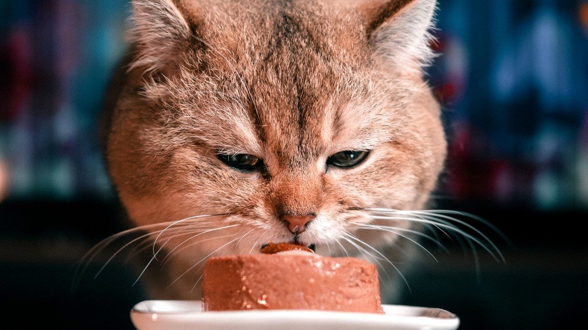 Sheba Perfect Portions wet cat food pate served to a cat