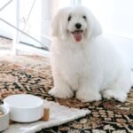 Solid Gold Wee Bit small breed dry dog food bowls beside a small white dog