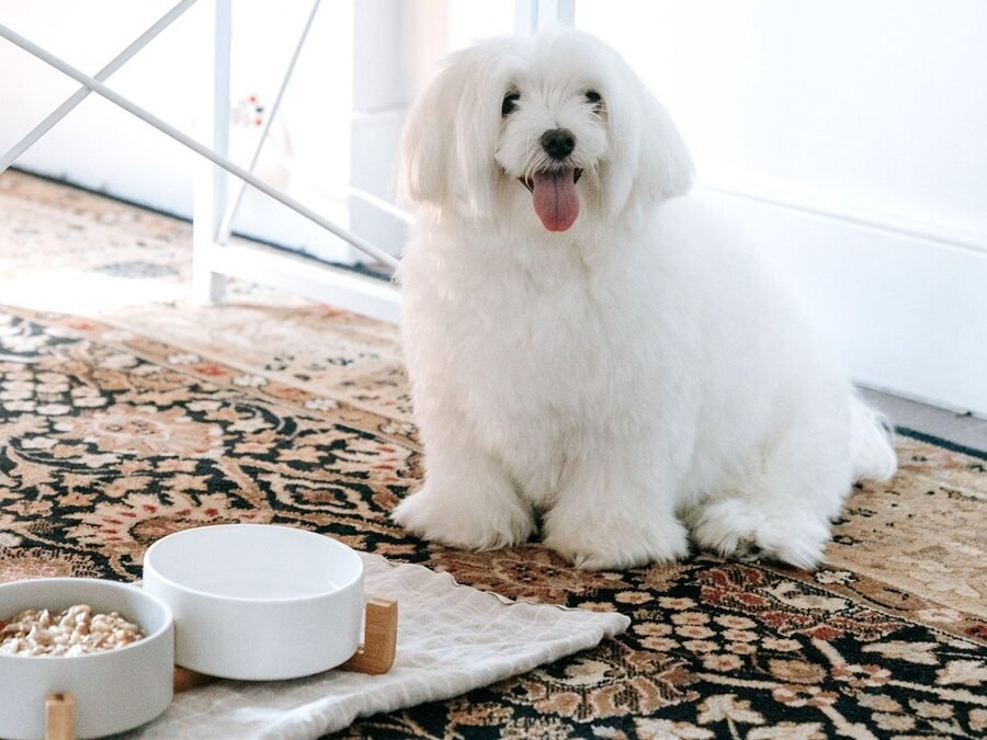 Solid Gold Wee Bit small breed dry dog food bowls beside a small white dog