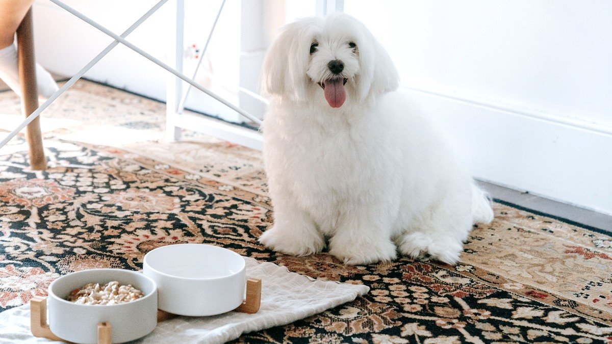 Solid Gold Wee Bit small breed dry dog food bowls beside a small white dog
