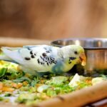 ZuPreem FruitBlend — budgie eating chopped fresh vegetables beside a steel food bowl