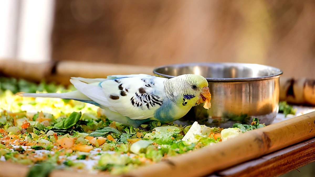 ZuPreem FruitBlend — budgie eating chopped fresh vegetables beside a steel food bowl