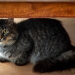3-3-3 rule for cats — a newly adopted cat peeking out from a cardboard box hiding spot in a quiet room