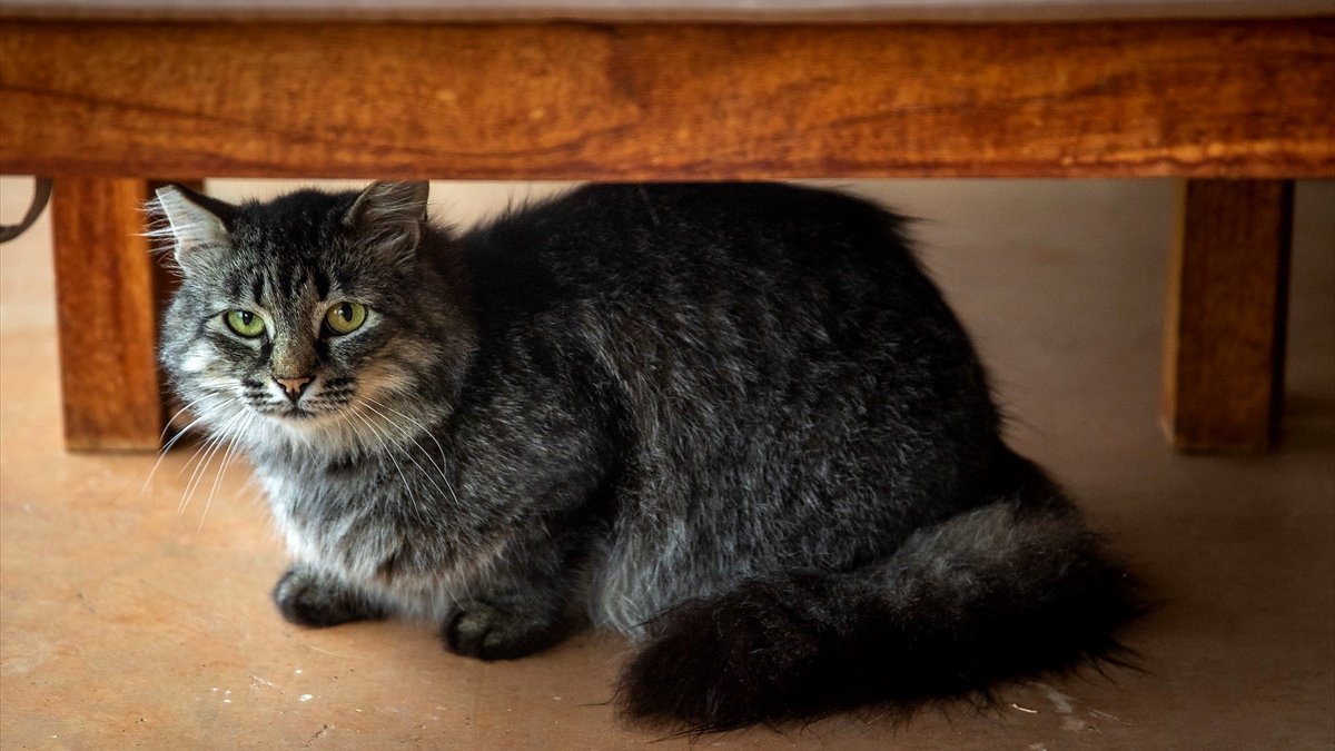 3-3-3 rule for cats — a newly adopted cat peeking out from a cardboard box hiding spot in a quiet room