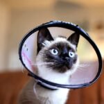 cat acting weird after spay — Siamese kitten wearing a protective cone on a couch