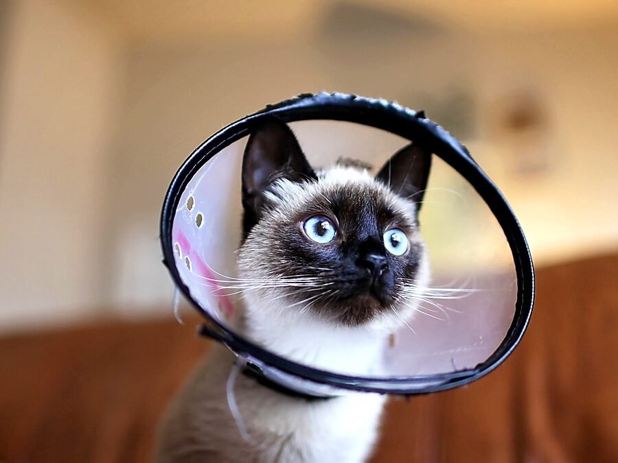 cat acting weird after spay — Siamese kitten wearing a protective cone on a couch