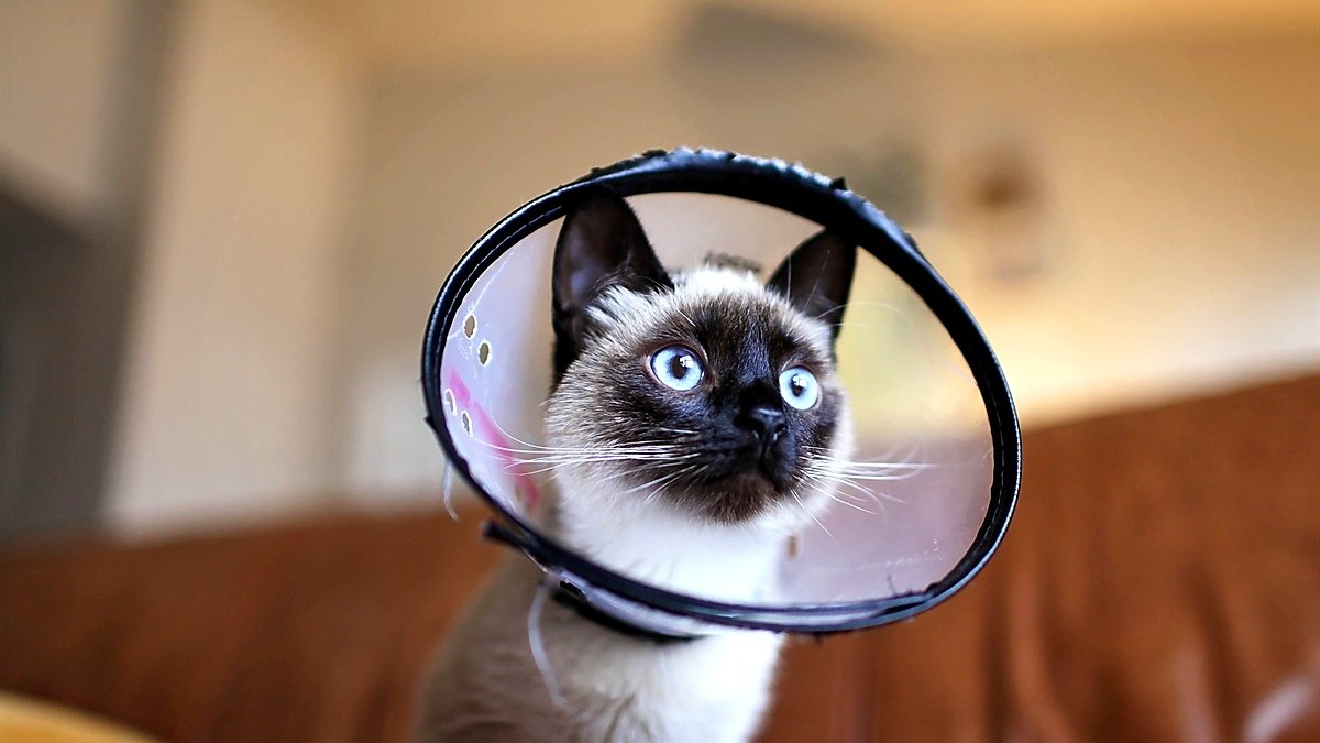 cat acting weird after spay — Siamese kitten wearing a protective cone on a couch