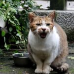 cat meowing after eating — a tabby cat beside an empty food bowl looking up with its mouth open