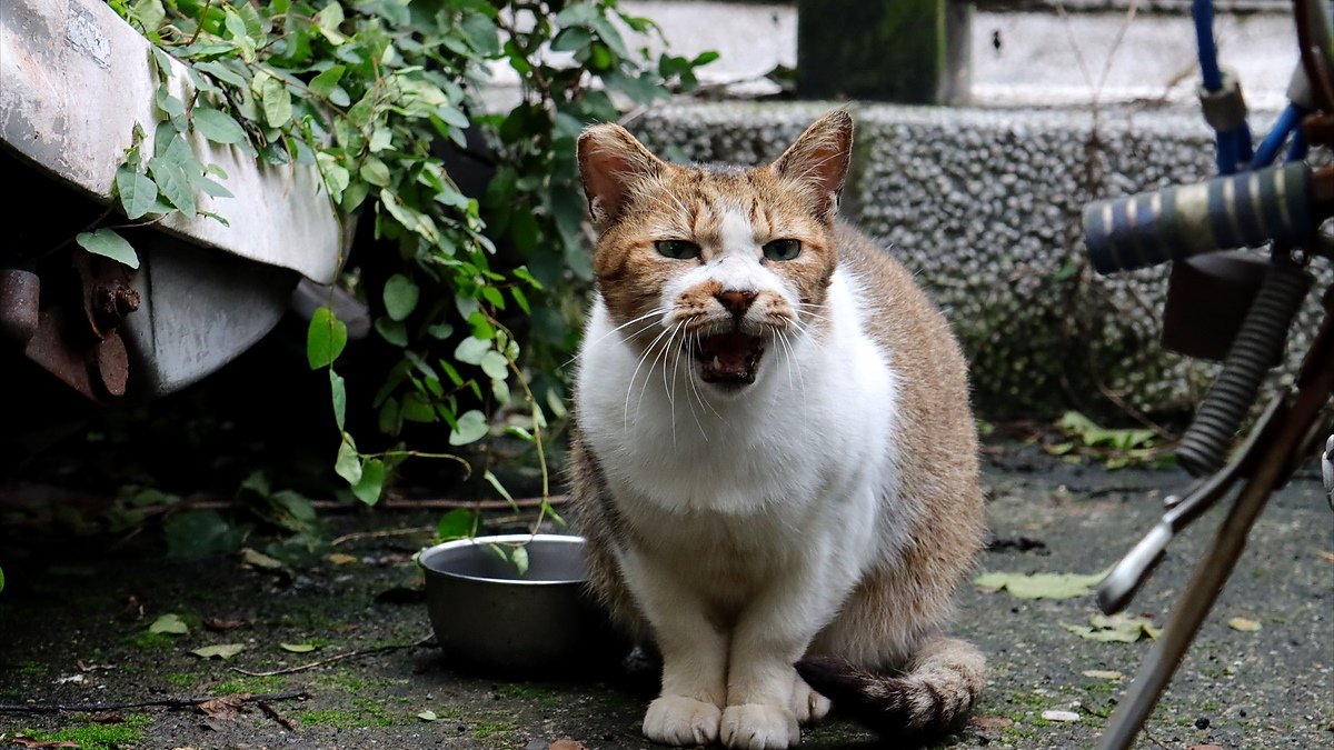 cat meowing after eating — a tabby cat beside an empty food bowl looking up with its mouth open