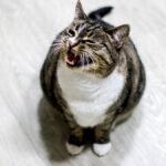 cat meows after peeing — a tabby cat standing beside an open litter box with its mouth open mid-meow