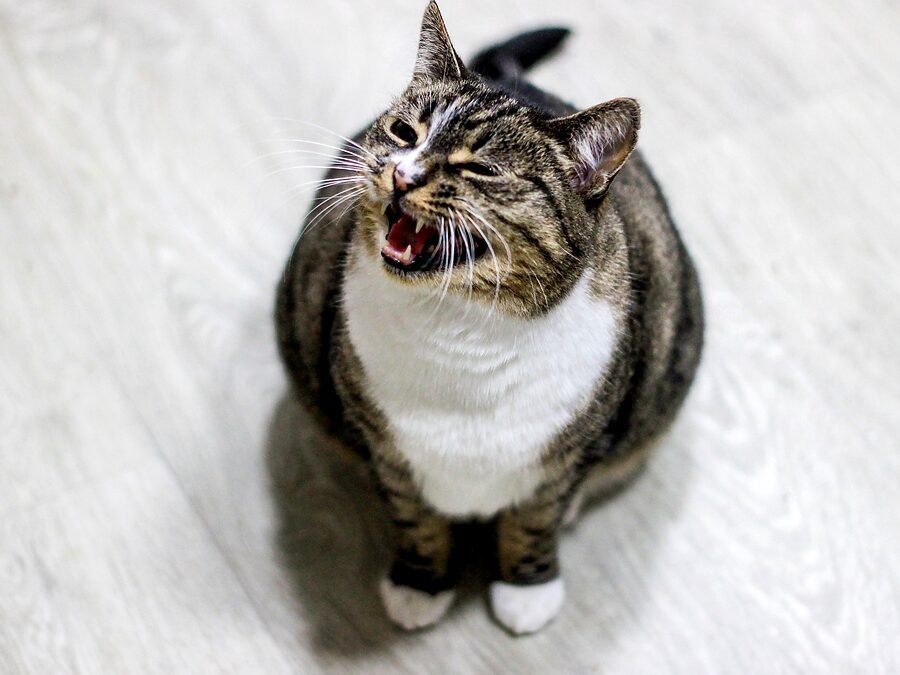 cat meows after peeing — a tabby cat standing beside an open litter box with its mouth open mid-meow