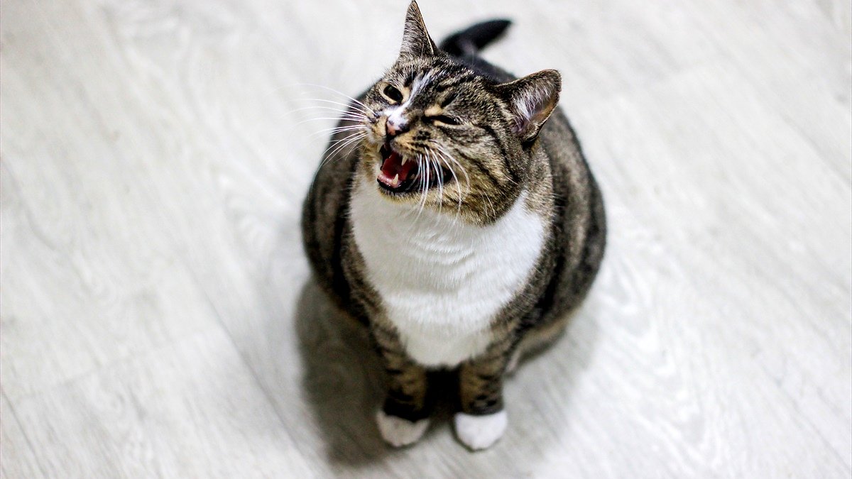 cat meows after peeing — a tabby cat standing beside an open litter box with its mouth open mid-meow