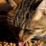 cat runny nose but eating — a tabby cat with a damp nose eating from a food bowl on a kitchen floor