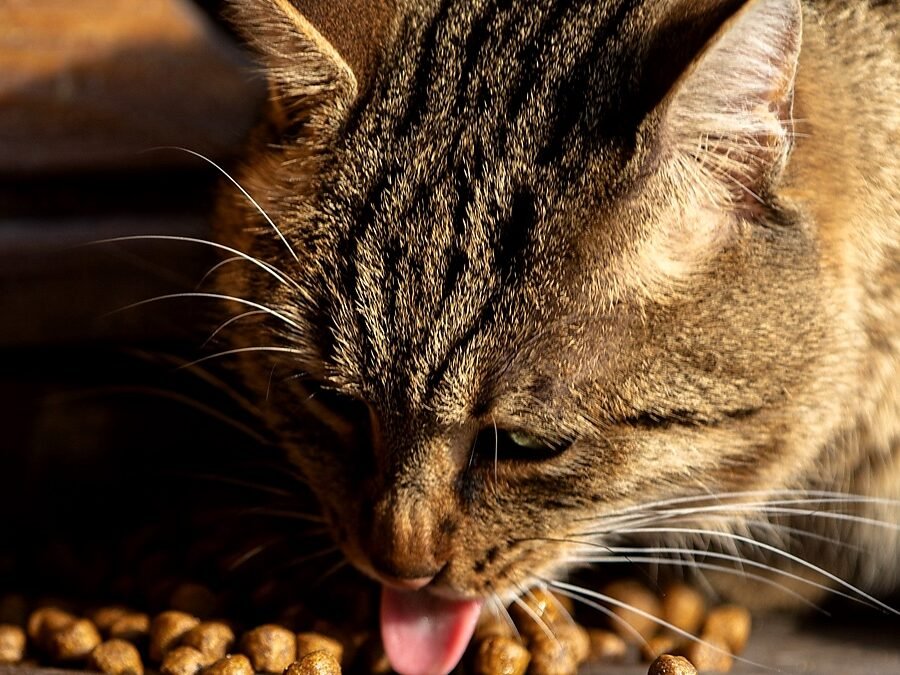 cat runny nose but eating — a tabby cat with a damp nose eating from a food bowl on a kitchen floor