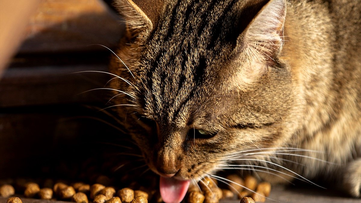 cat runny nose but eating — a tabby cat with a damp nose eating from a food bowl on a kitchen floor