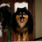 dog barks at visitors — a medium-sized dog standing near a front door looking toward the entrance with its ears up