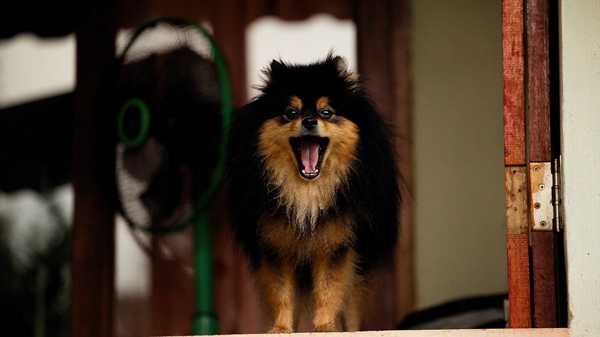 dog barks at visitors — a medium-sized dog standing near a front door looking toward the entrance with its ears up