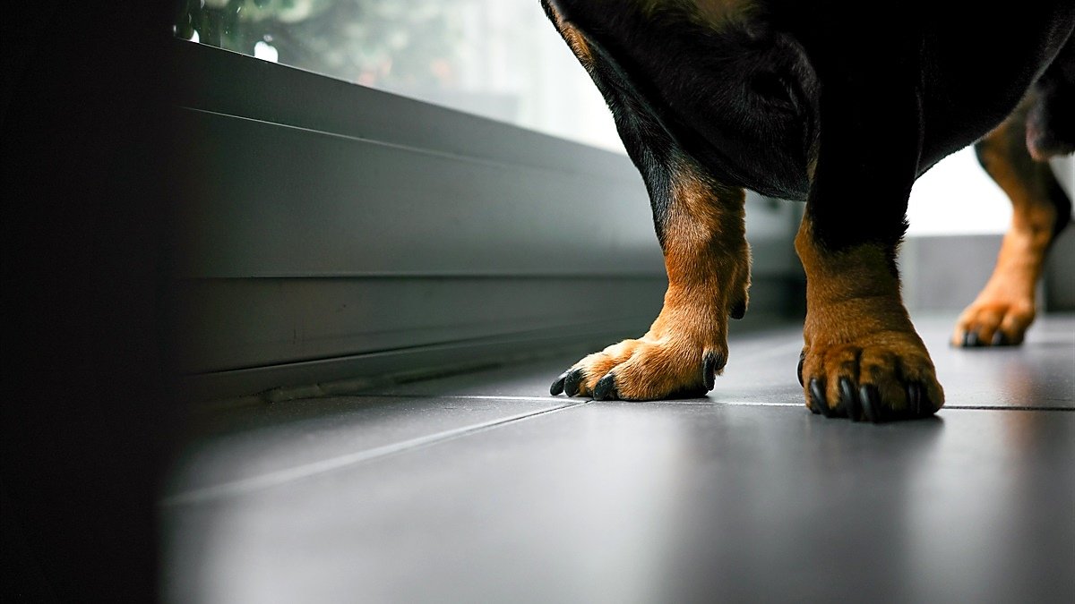 dog nails clicking on floor — dog standing on a tile floor with dark nails touching the ground
