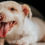 dog panting at night — a medium-sized dog lying awake on a bed in a dim bedroom with its mouth open