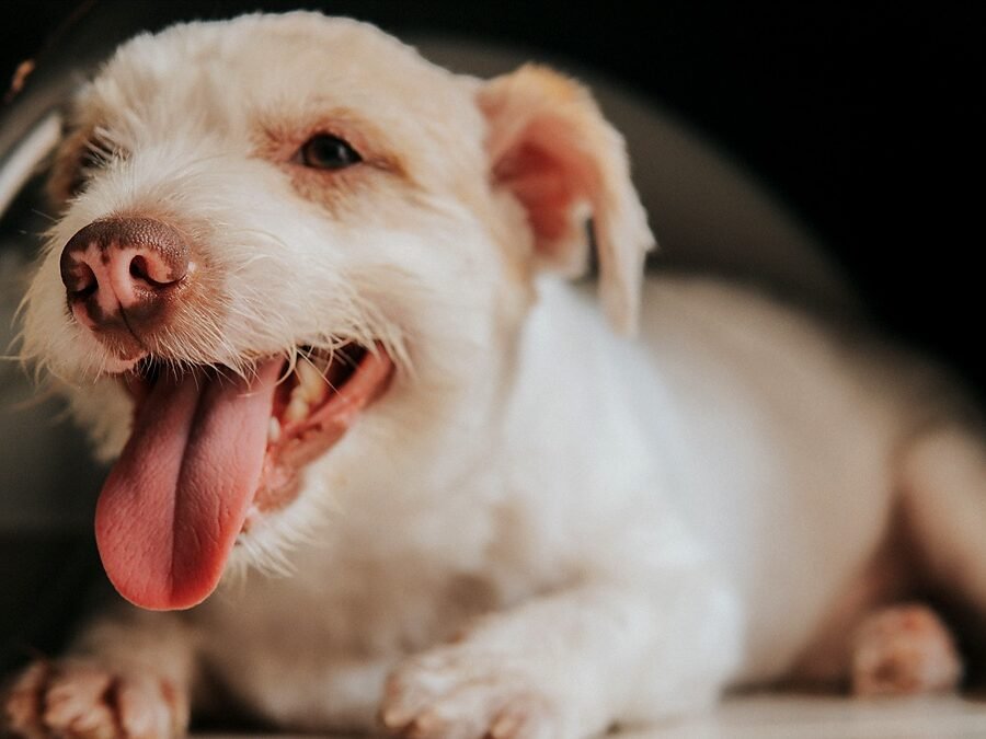 dog panting at night — a medium-sized dog lying awake on a bed in a dim bedroom with its mouth open