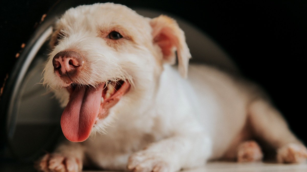 dog panting at night — a medium-sized dog lying awake on a bed in a dim bedroom with its mouth open