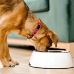 dog shakes head after eating — tan dog eating from a white bowl on a wooden floor at home