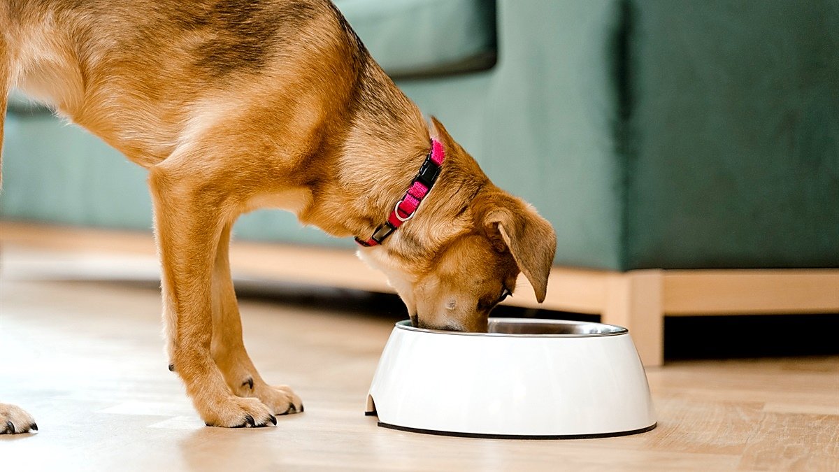 dog shakes head after eating — tan dog eating from a white bowl on a wooden floor at home