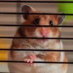 hamster biting cage bars — a golden hamster gripping the metal bars of a cage with its front paws and teeth