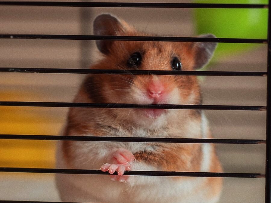 hamster biting cage bars — a golden hamster gripping the metal bars of a cage with its front paws and teeth