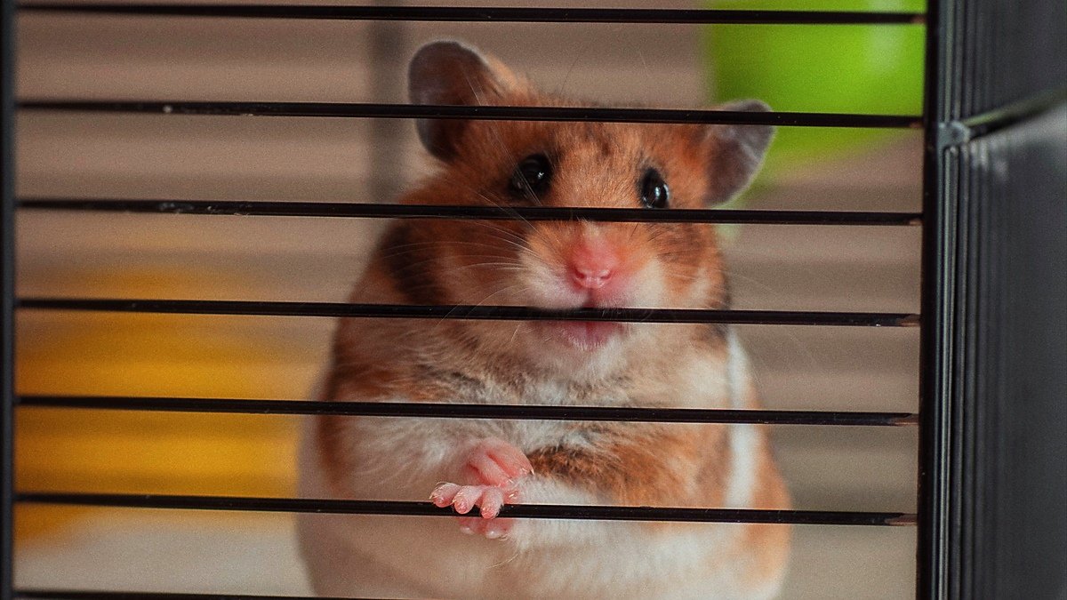 hamster biting cage bars — a golden hamster gripping the metal bars of a cage with its front paws and teeth