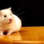 hamster wheel squeaking at night — small hamster on wood shavings beside a green plastic wheel