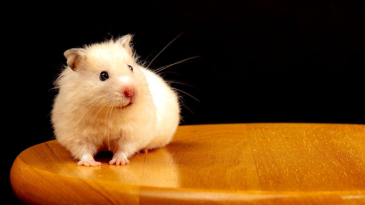 hamster wheel squeaking at night — small hamster on wood shavings beside a green plastic wheel