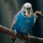 parakeet sneezing but acting normal — a blue and white parakeet perched upright on a twig, facing the camera