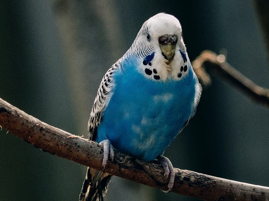 parakeet sneezing but acting normal — a blue and white parakeet perched upright on a twig, facing the camera