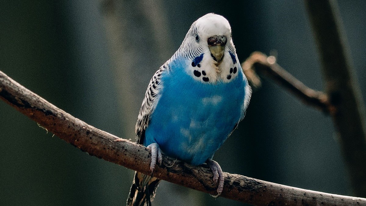 parakeet sneezing but acting normal — a blue and white parakeet perched upright on a twig, facing the camera