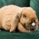 rabbit smell in apartment — a lop-eared rabbit sitting beside a clean litter box filled with hay in a tidy living room corner