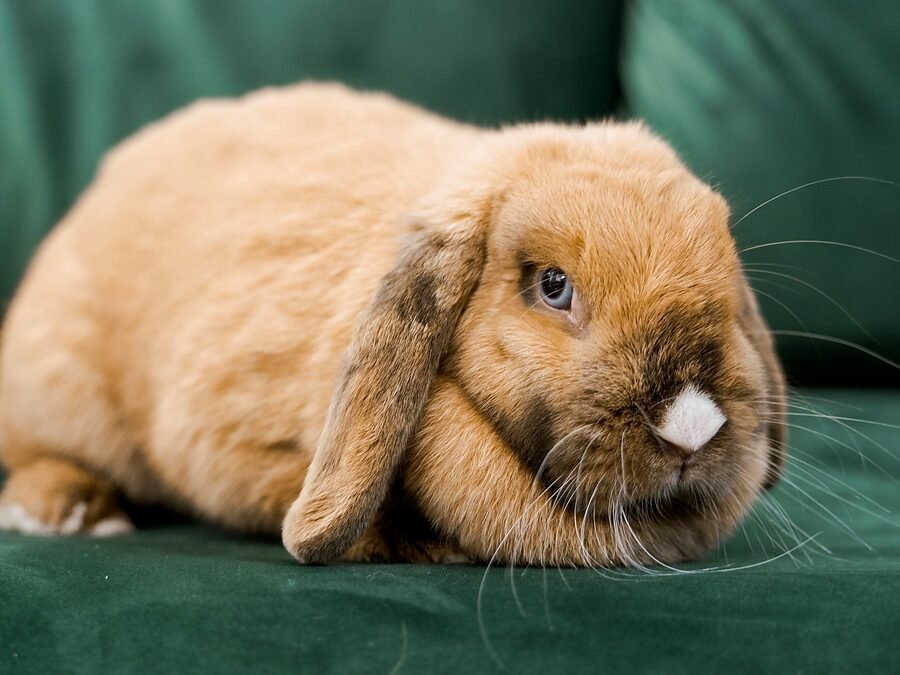 rabbit smell in apartment — a lop-eared rabbit sitting beside a clean litter box filled with hay in a tidy living room corner
