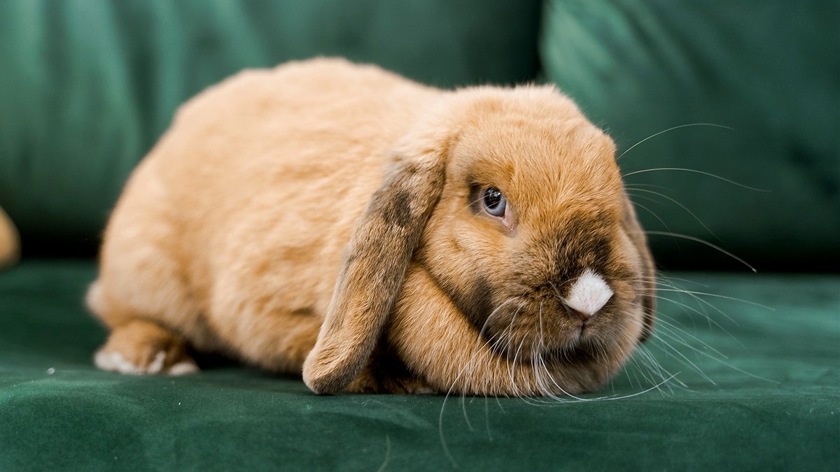 rabbit smell in apartment — a lop-eared rabbit sitting beside a clean litter box filled with hay in a tidy living room corner