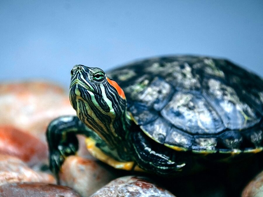 Tetra ReptoMin — red-eared slider turtle resting on smooth pebbles