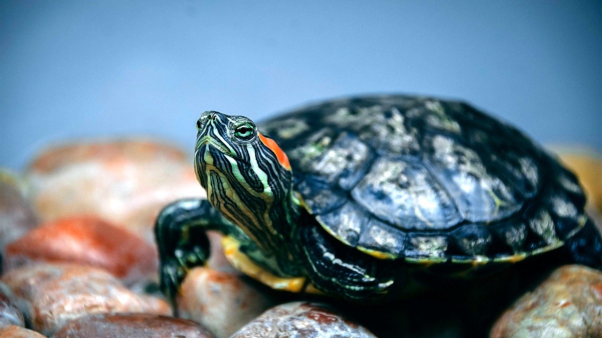 Tetra ReptoMin — red-eared slider turtle resting on smooth pebbles