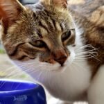 Wellness Complete Health Pate — tabby cat eating from a pink food bowl