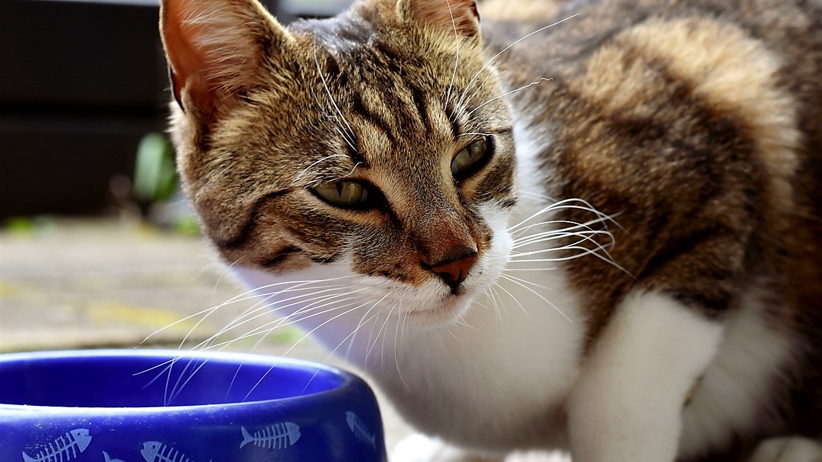 Wellness Complete Health Pate — tabby cat eating from a pink food bowl